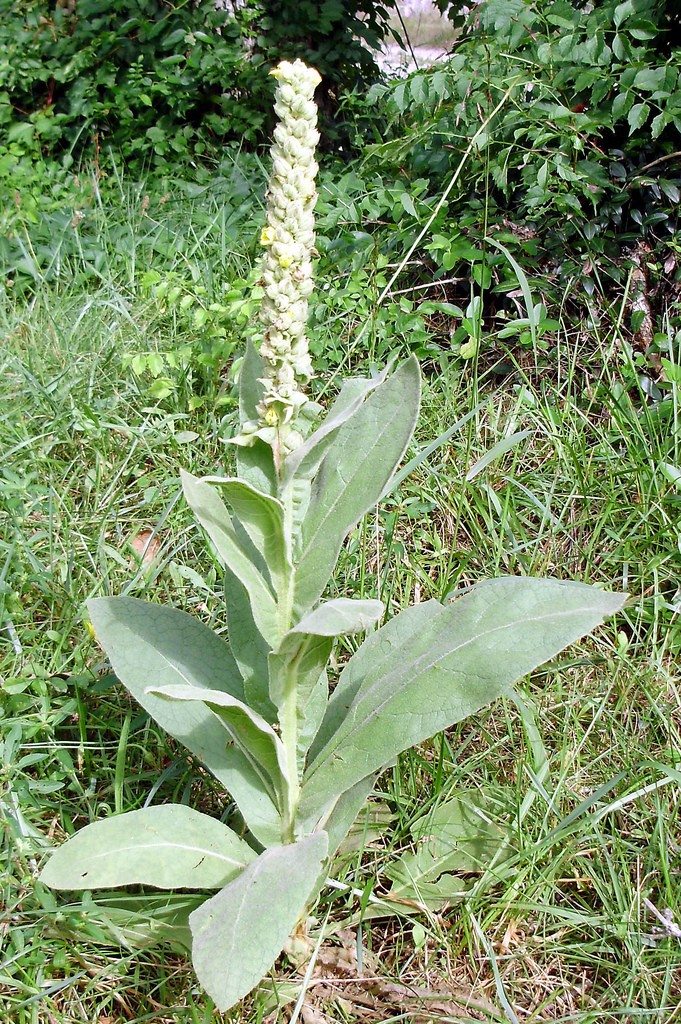 Masterful Mullein! How this common weed helps you breathe better