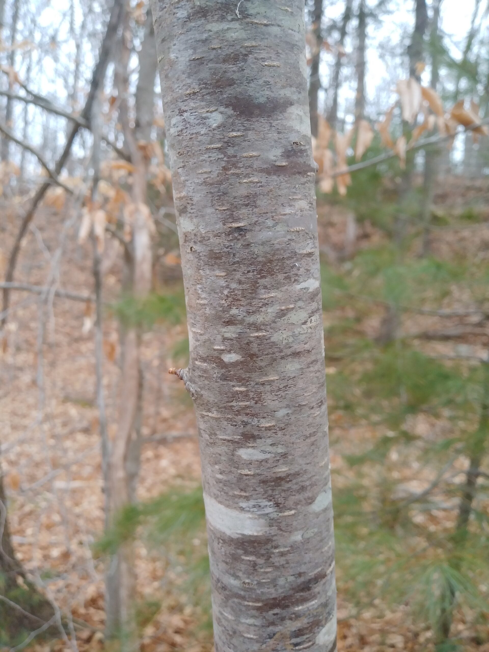 Favorite Herb This Week: Black Birch!