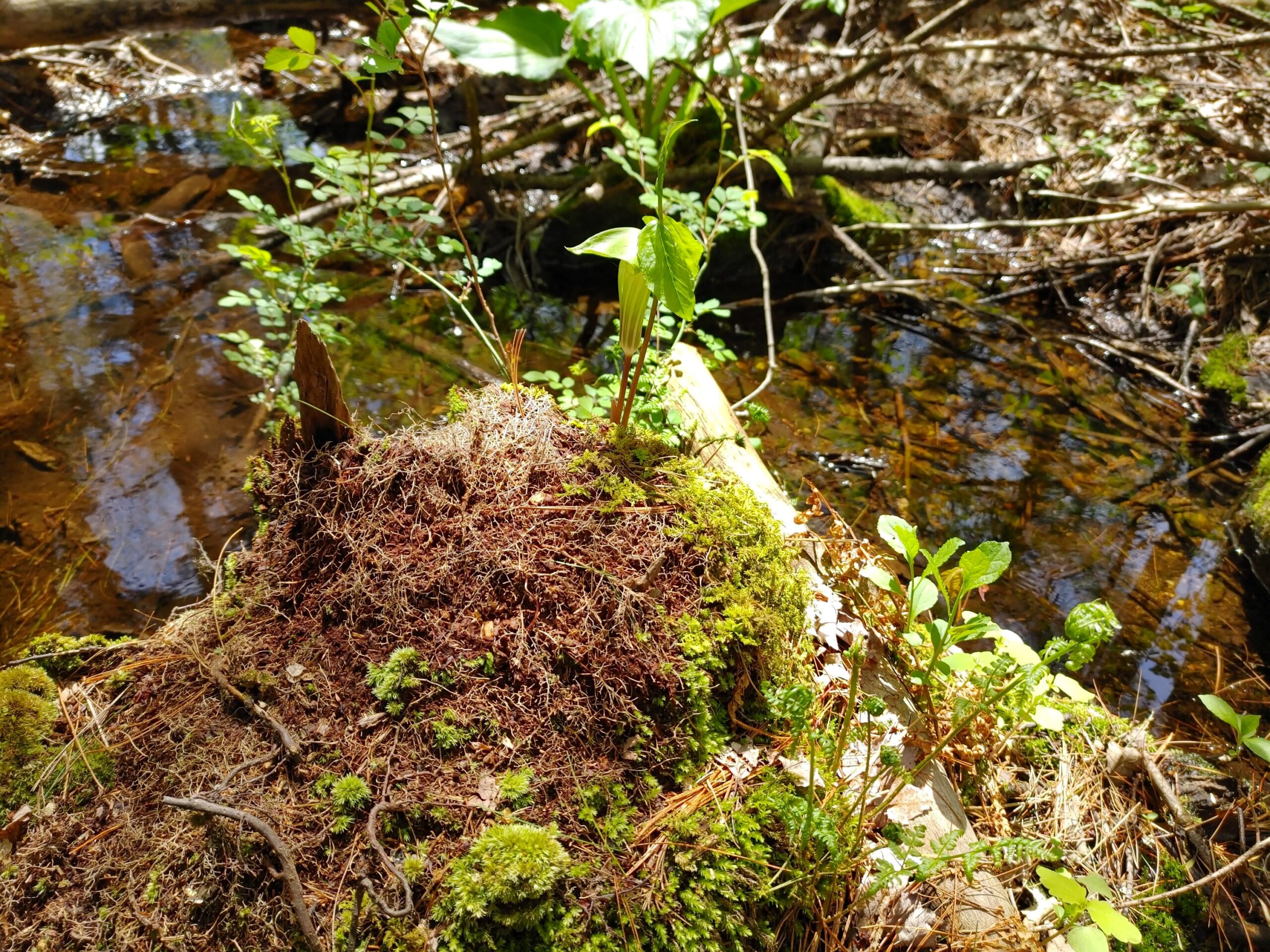 Forest Bathing for Health