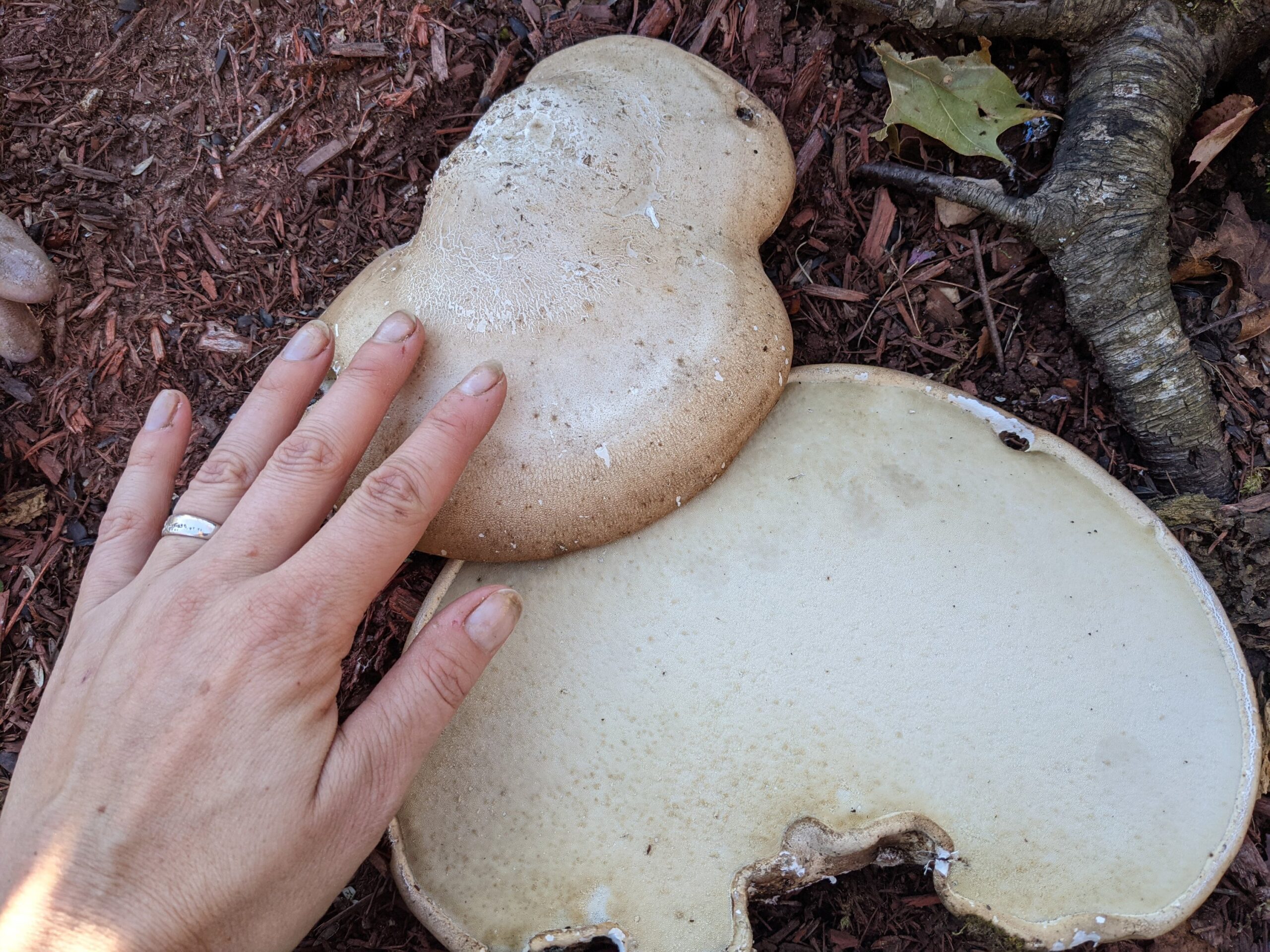 Fighting Cancer Naturally