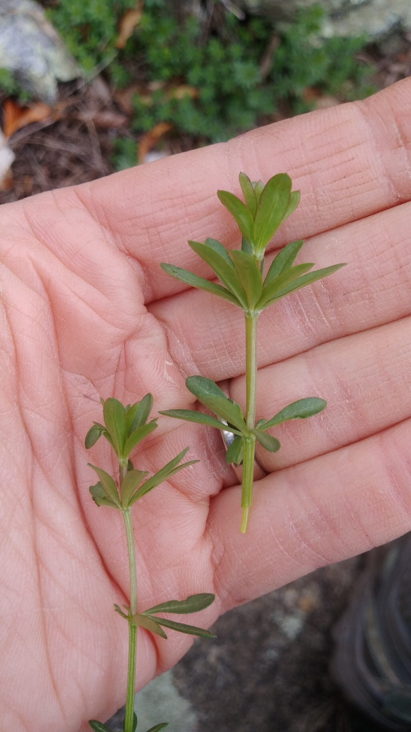 Cleavers is Galium, but not all Galium is Cleavers