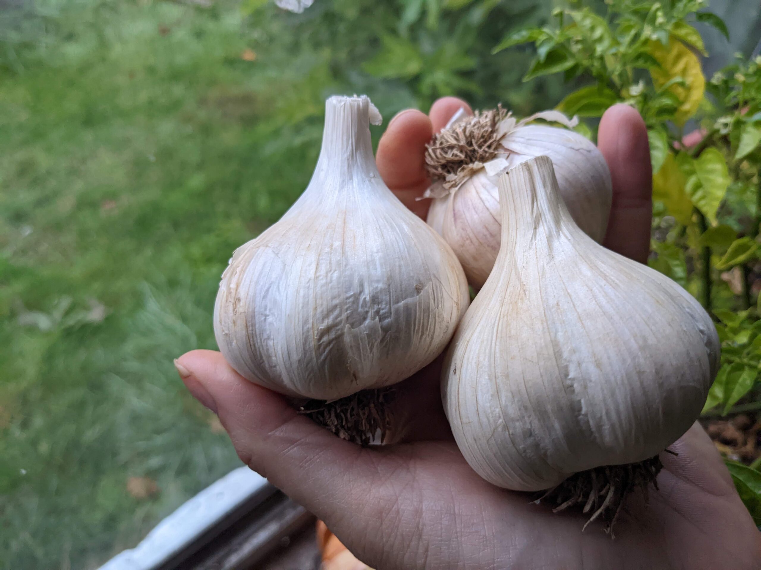 This Farm’s Future is Evolving