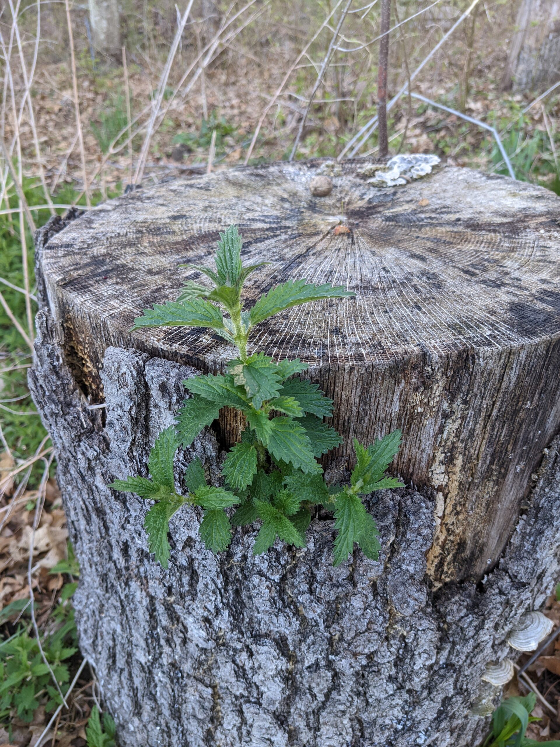 Spring is Nettle Season!