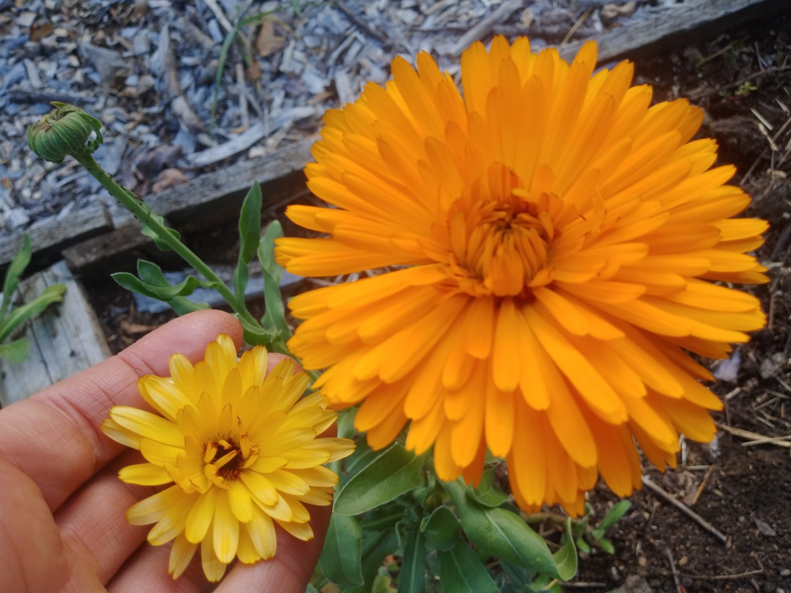 5 Herbs to Start Your Herbal Medicine Garden