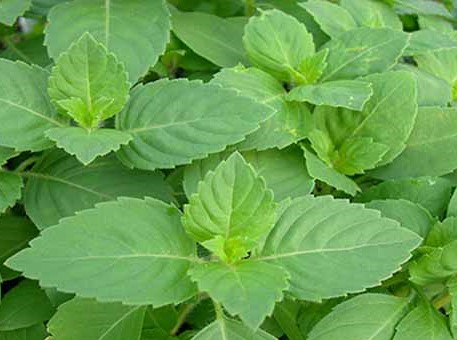 Herbs to Combat Stress and Anxiety Naturally