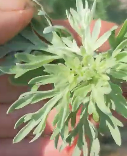 Wormwood: Cleansing You Body, Mind, and Spirit