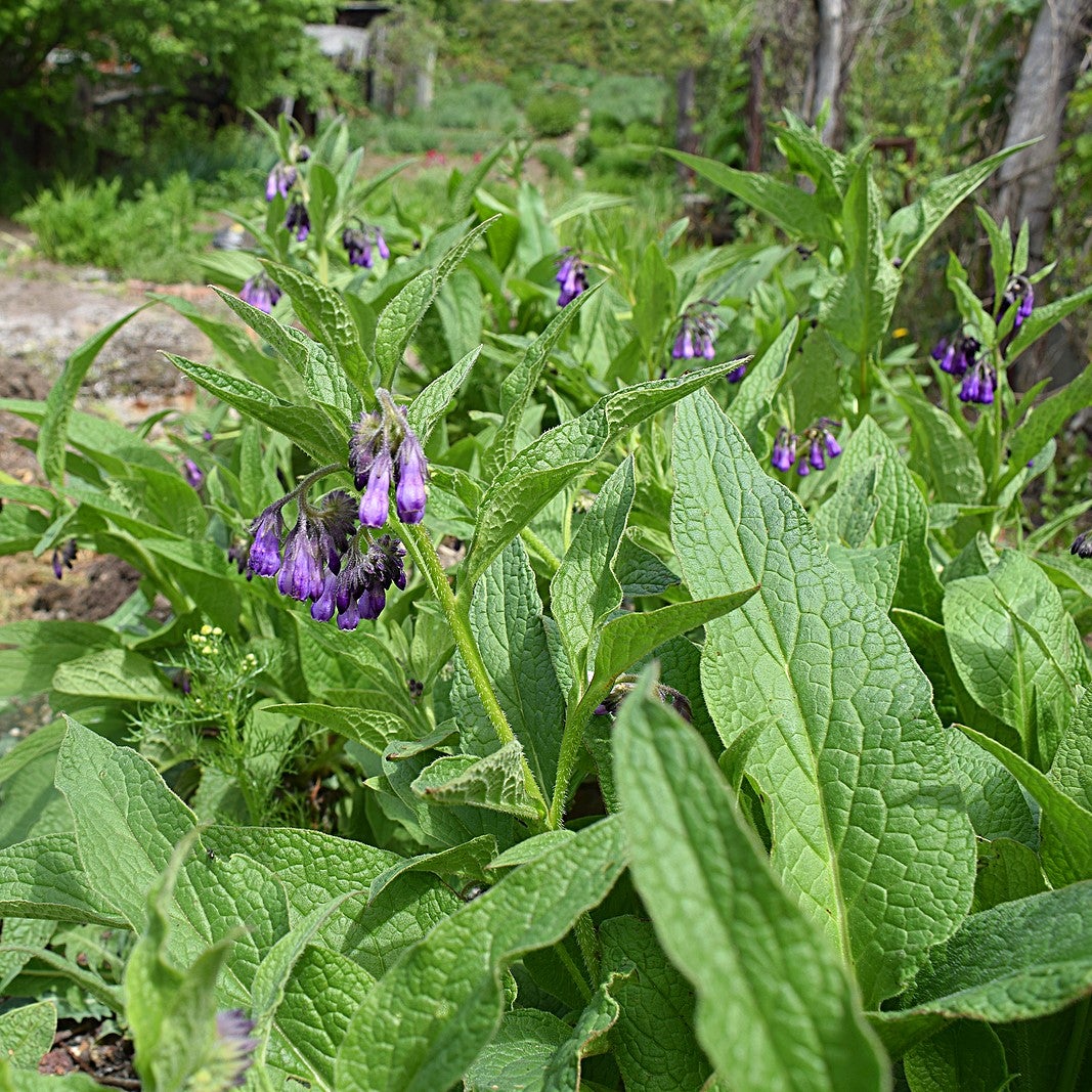 Comfrey! One of my Top 5 Must-Have Herbs