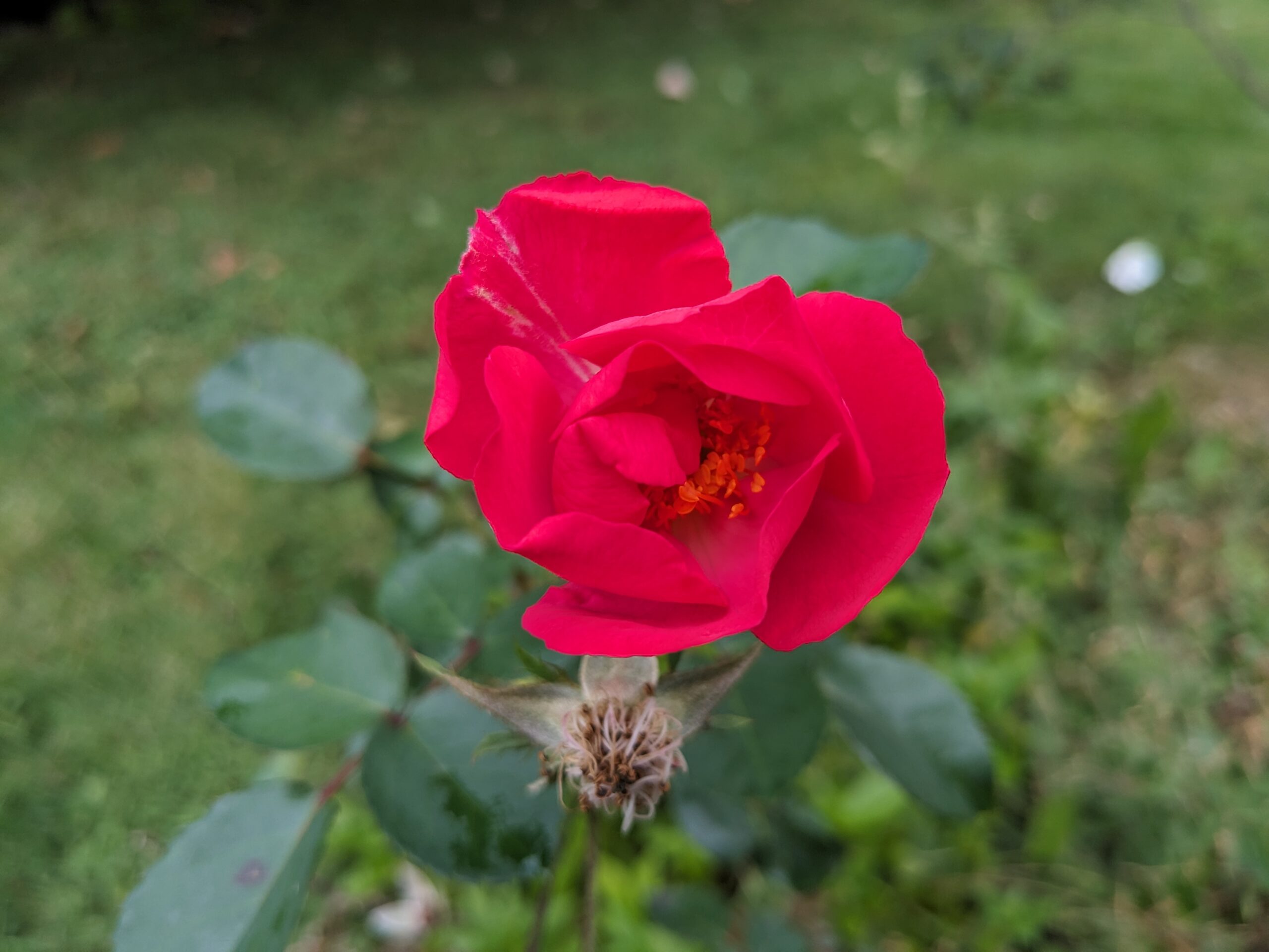 Healing Heartbreak with The Magic of Wild Roses