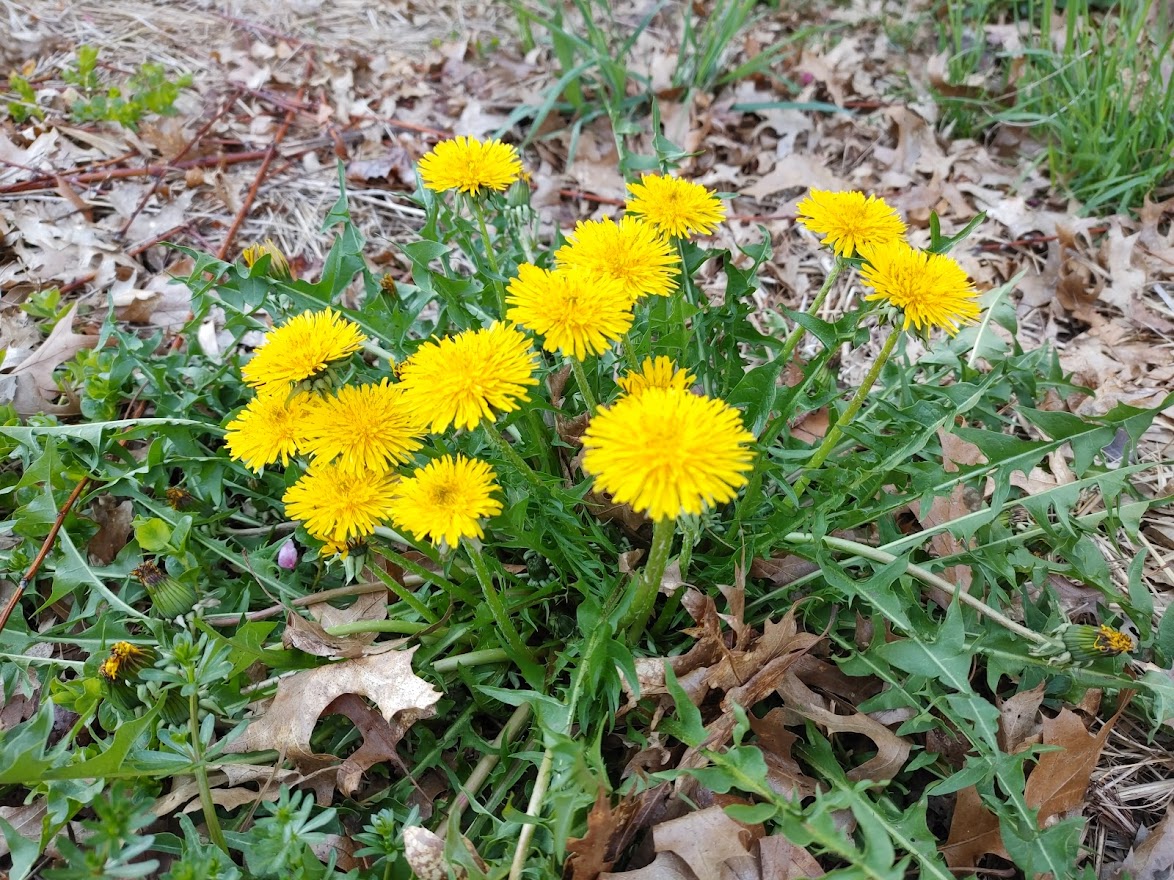 Dandelion: Nature’s Healing Power Unleashed