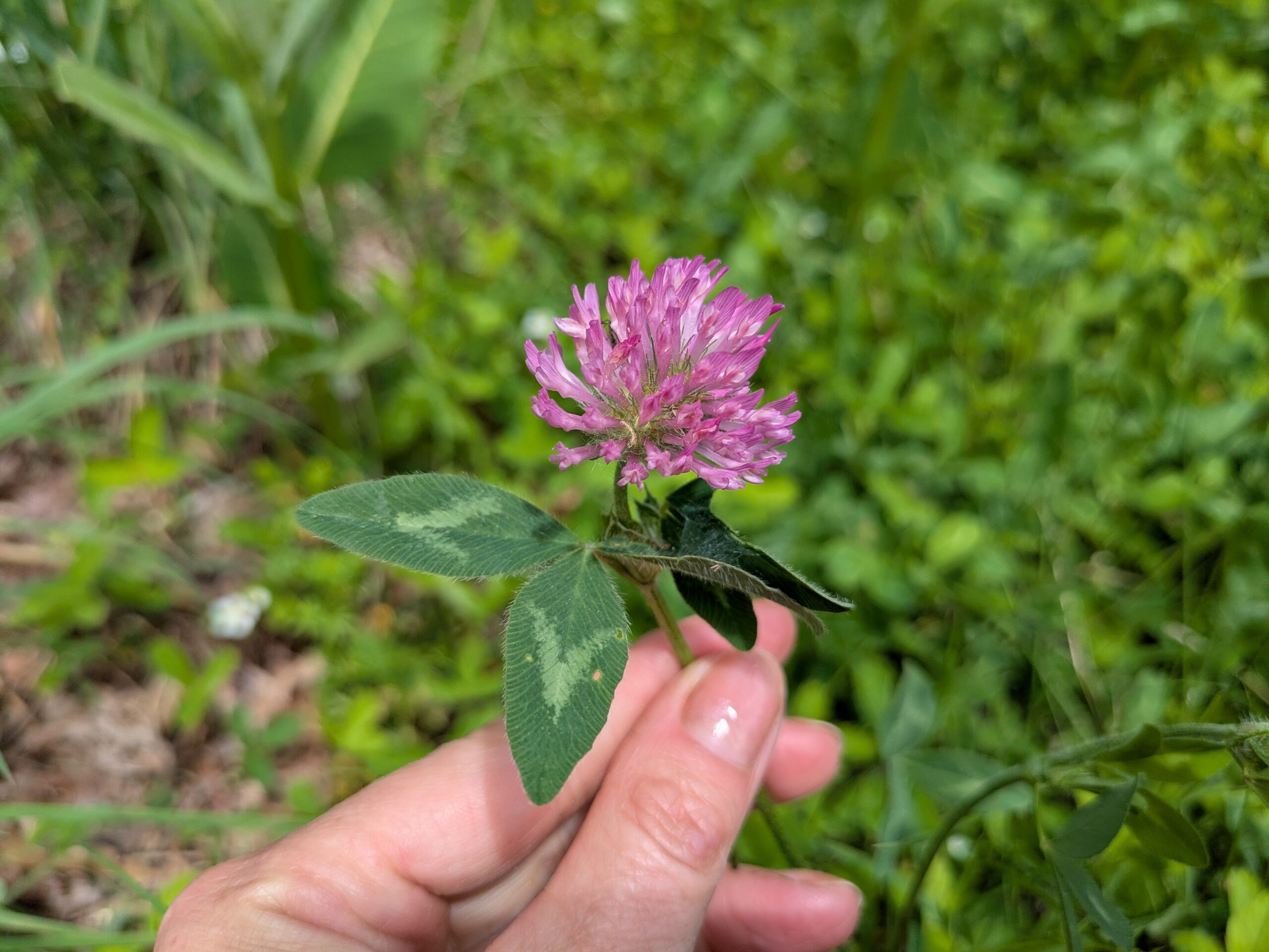 Why Red Clover is one of my favorite plants
