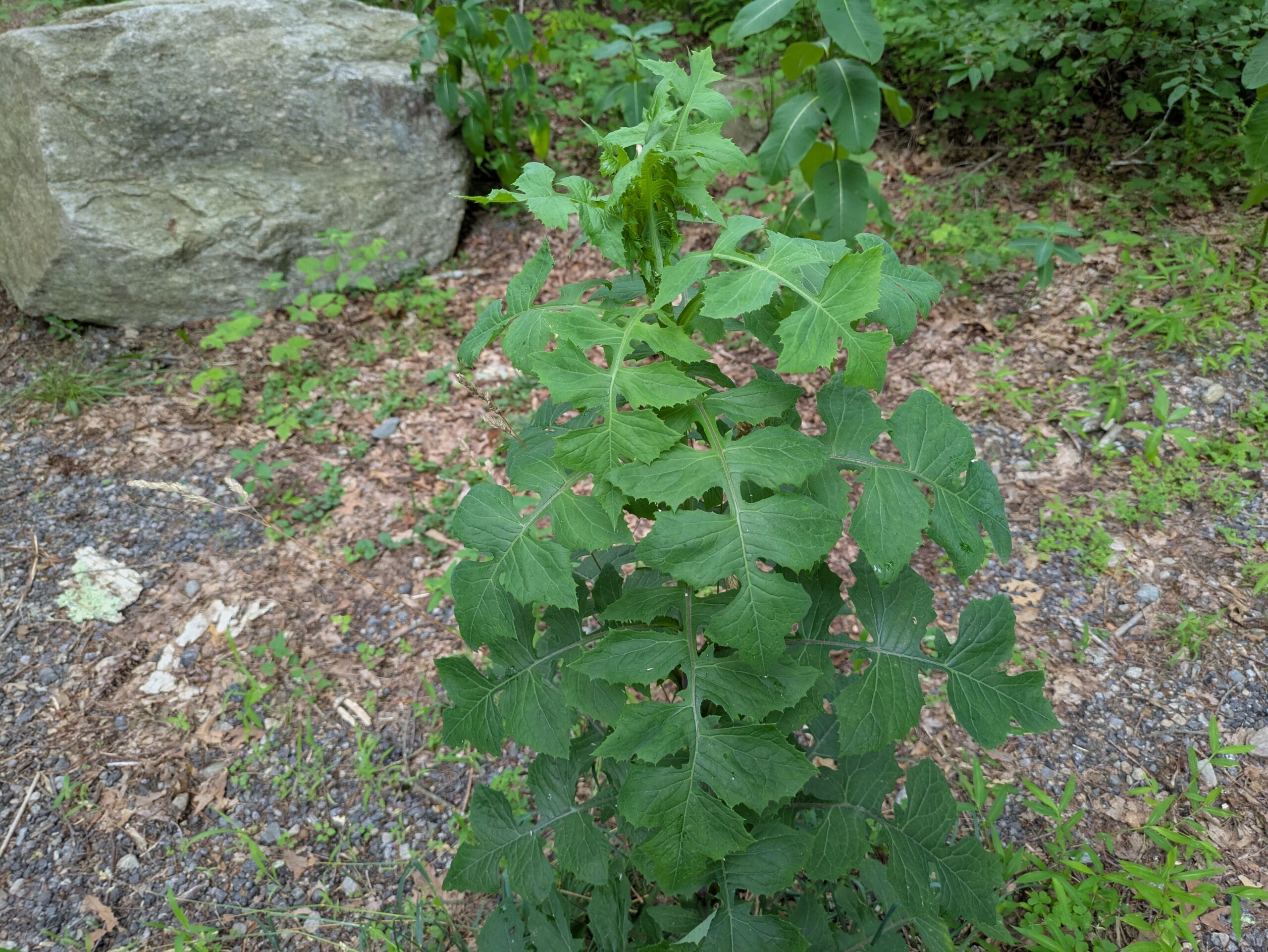 Wild Lettuce: How to Identify, Forage, and Work With This Powerful Plant