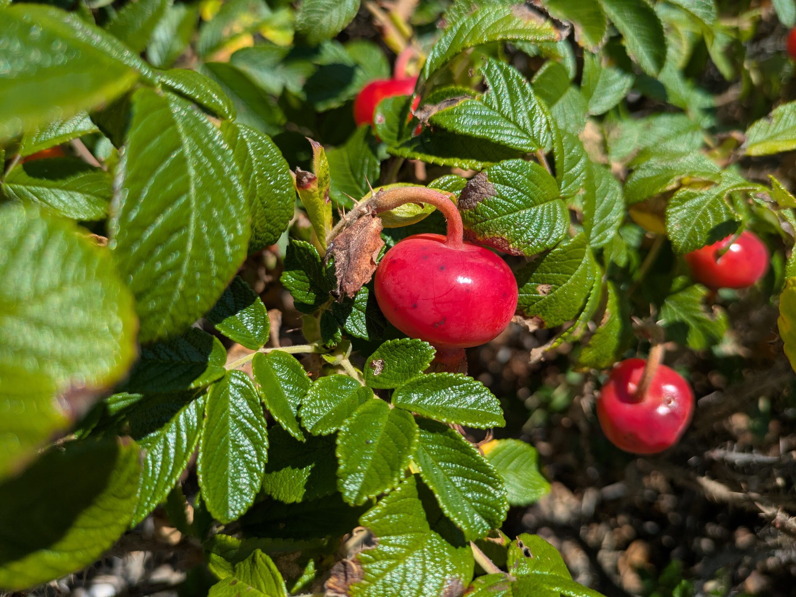 The Vitamin C Powerhouse Growing in the Wild: Rose Hips