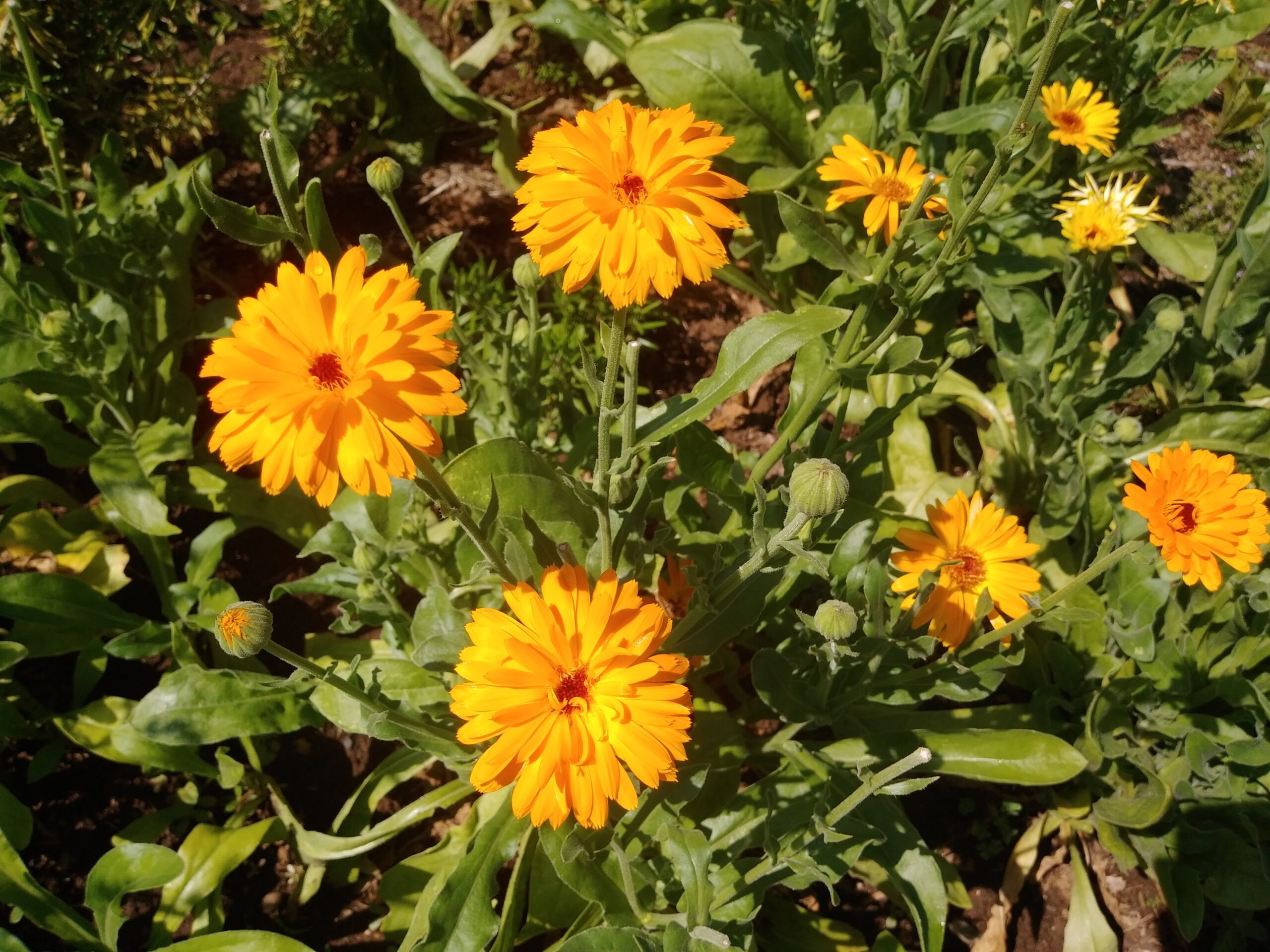 Sun-Kissed Butt Cheeks: My Experience with Calendula