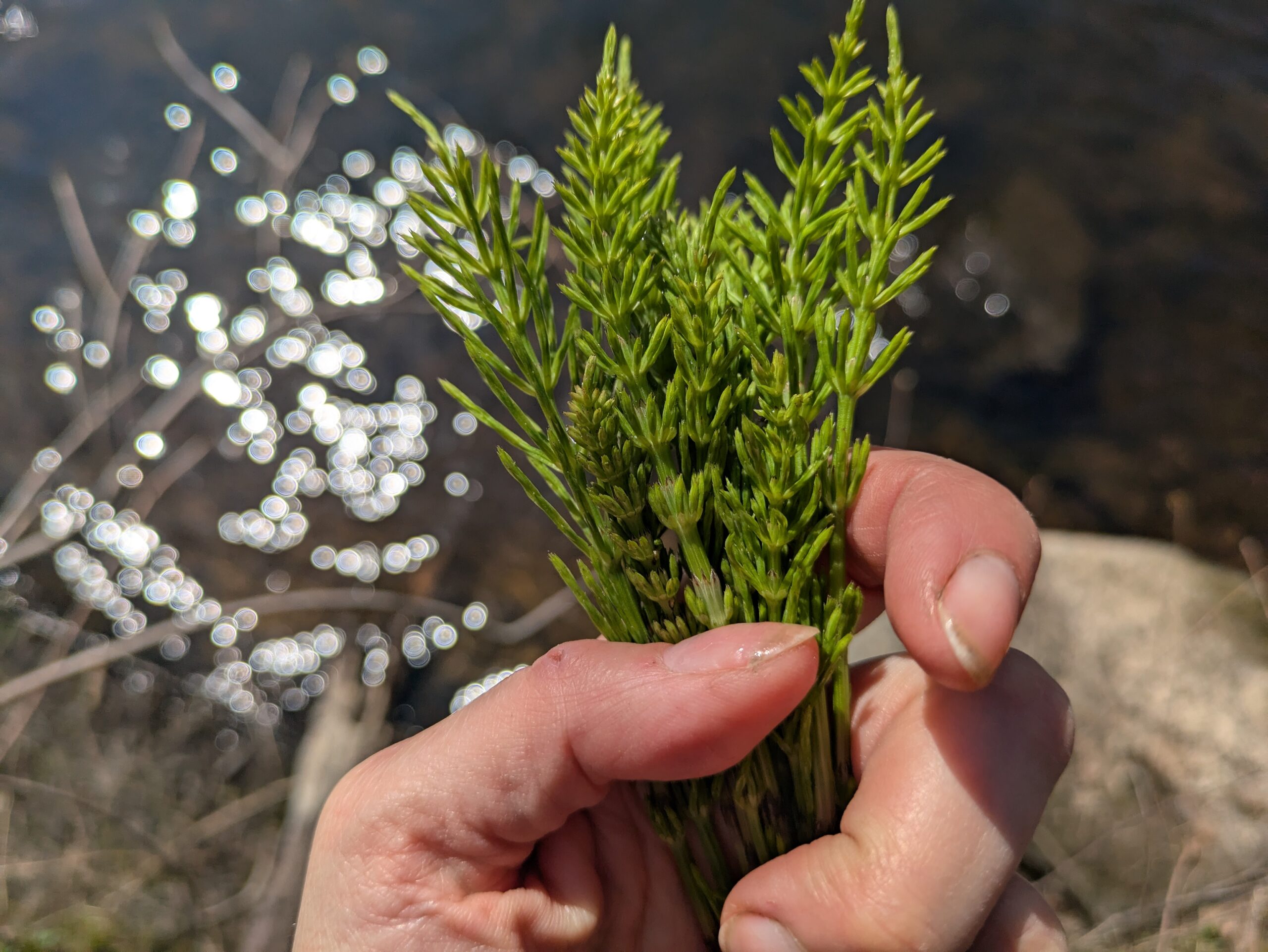 The Ancient Plant that hoards Precious Minerals