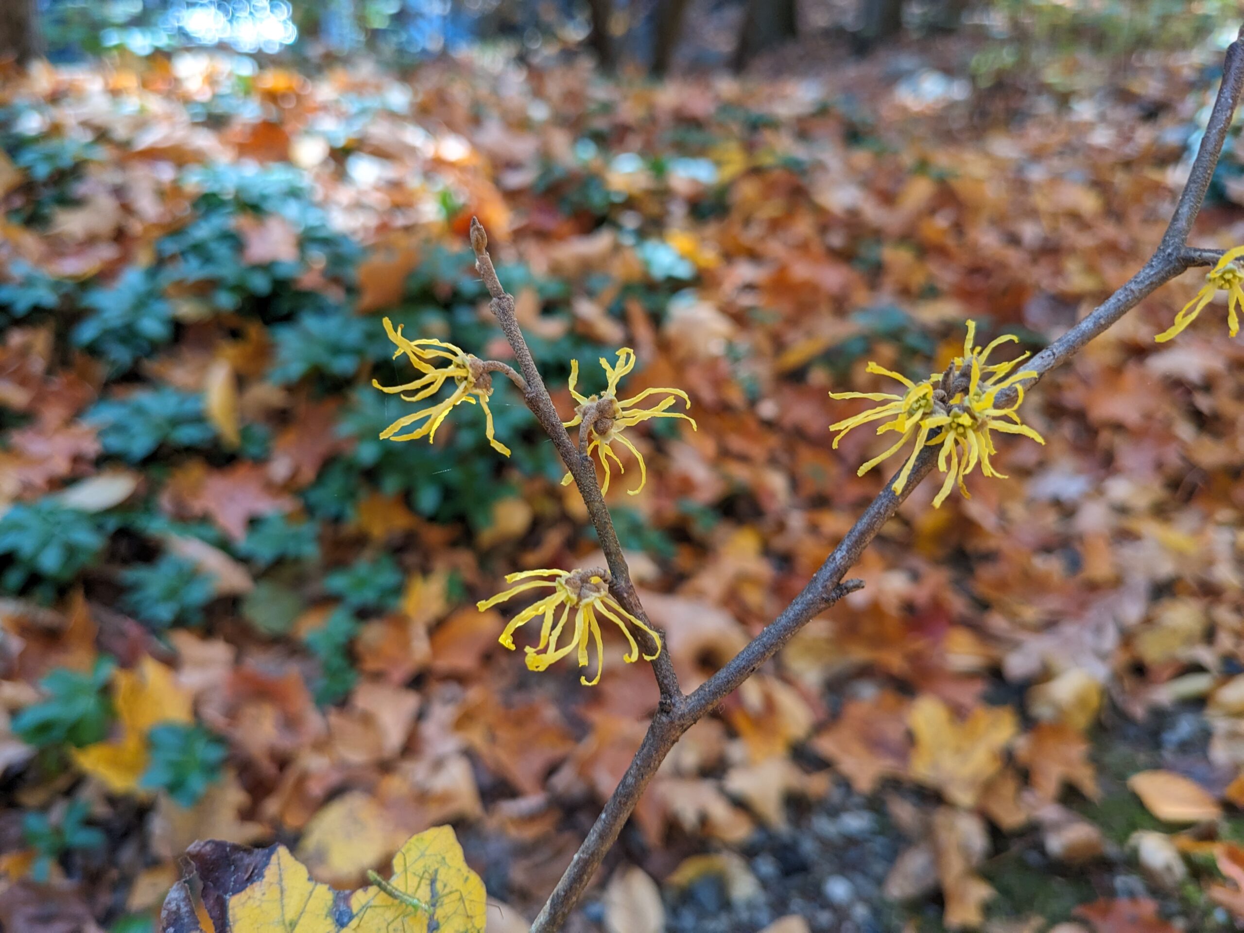 Witch Hazel: Connecticut’s Most Powerful Wild Medicine