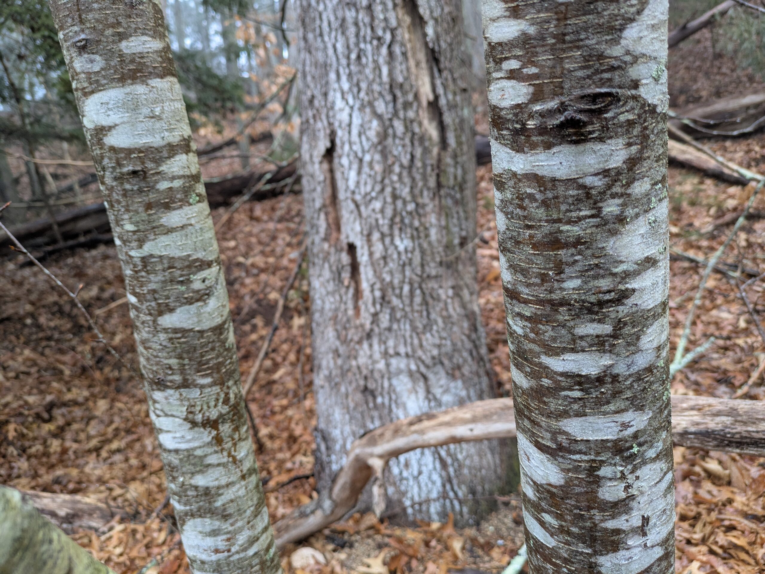 Birch vs Birch: Is there a difference among them?