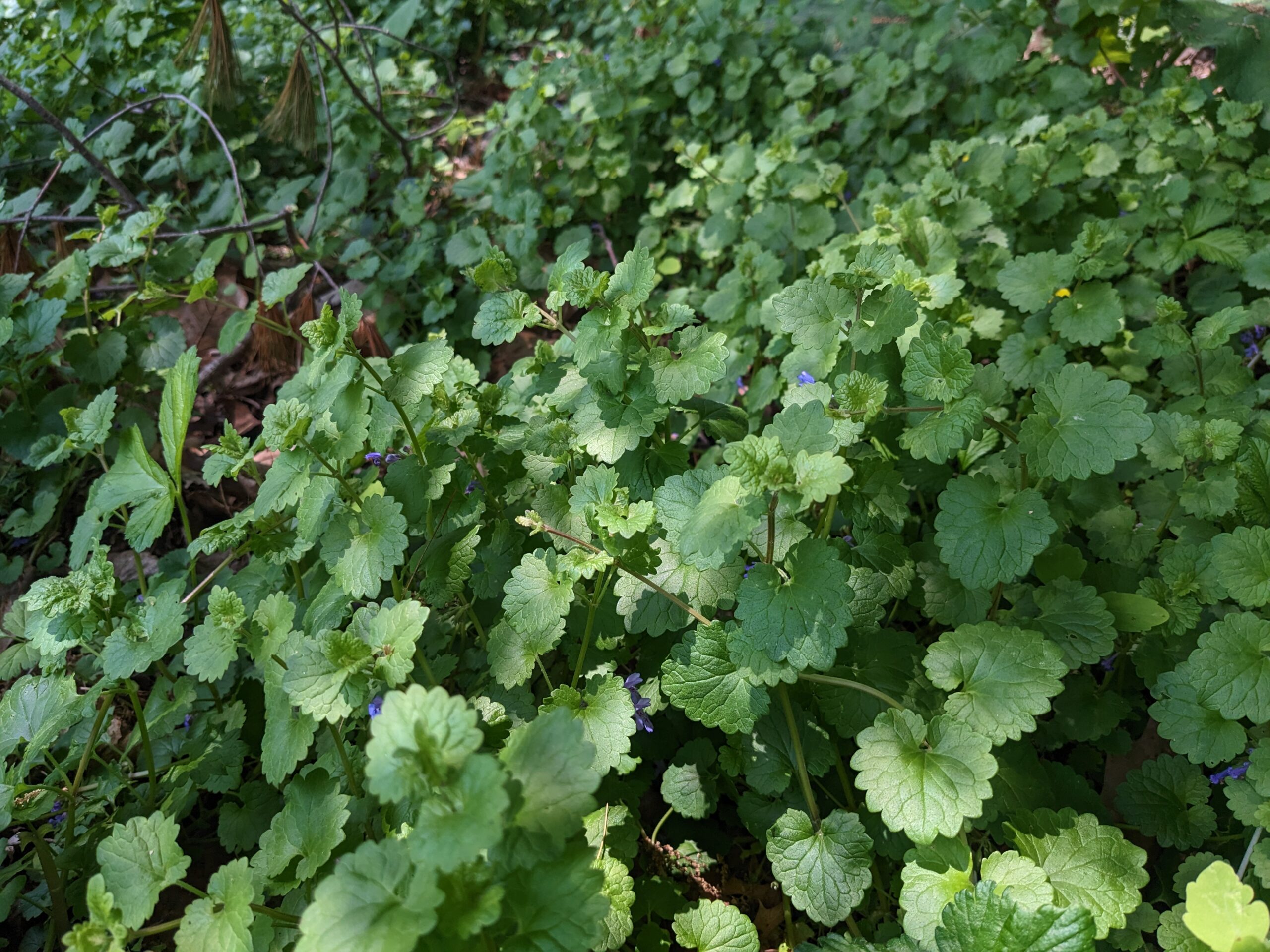 Mucus Overload? You Need Ground Ivy