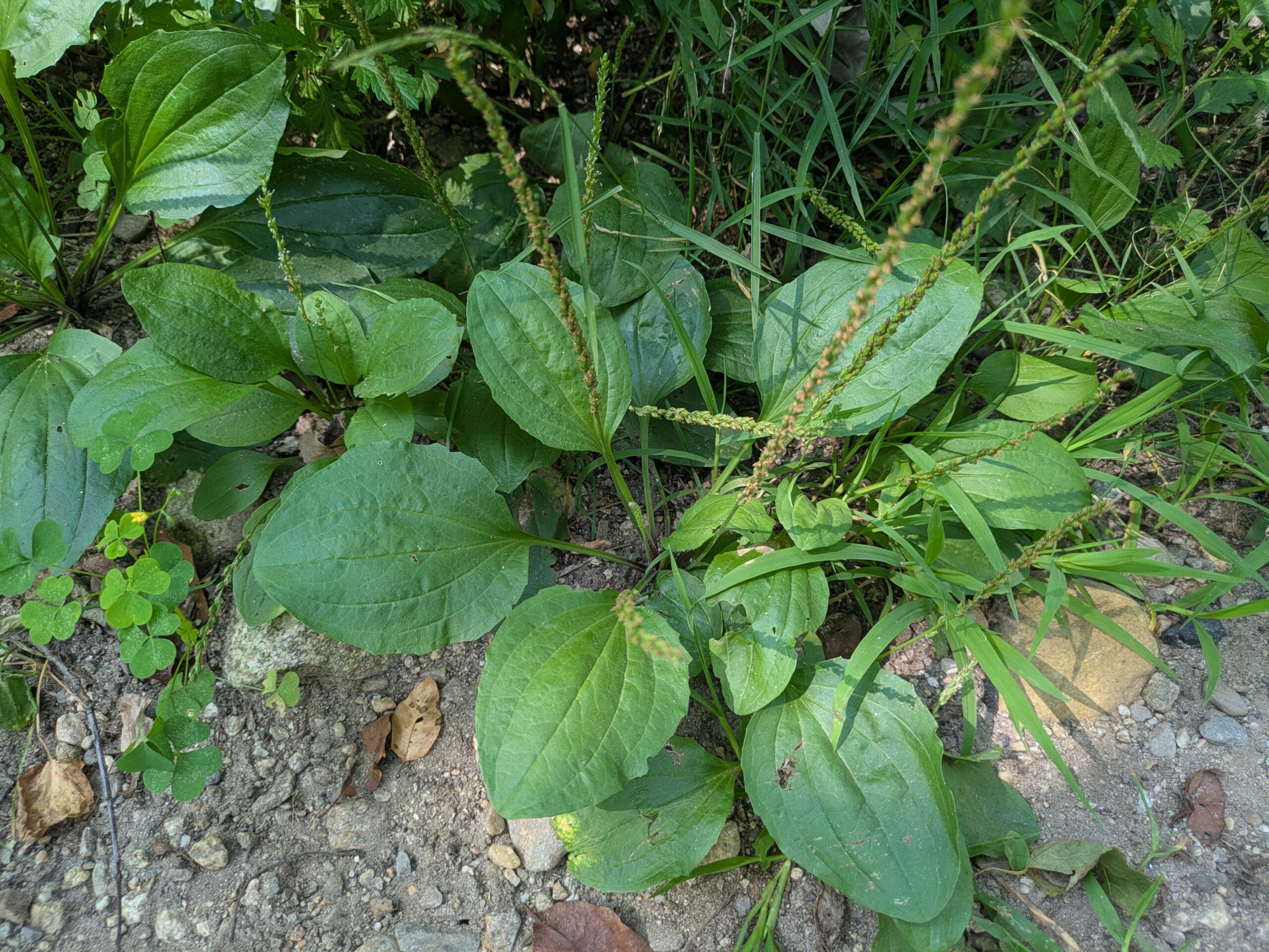 The ONE wild plant I can’t live without: Plantain