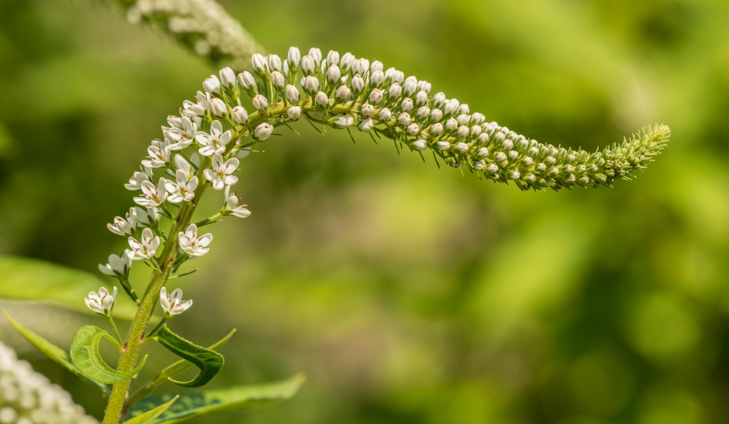 Black Cohosh does so much more than “stop hot flashes”