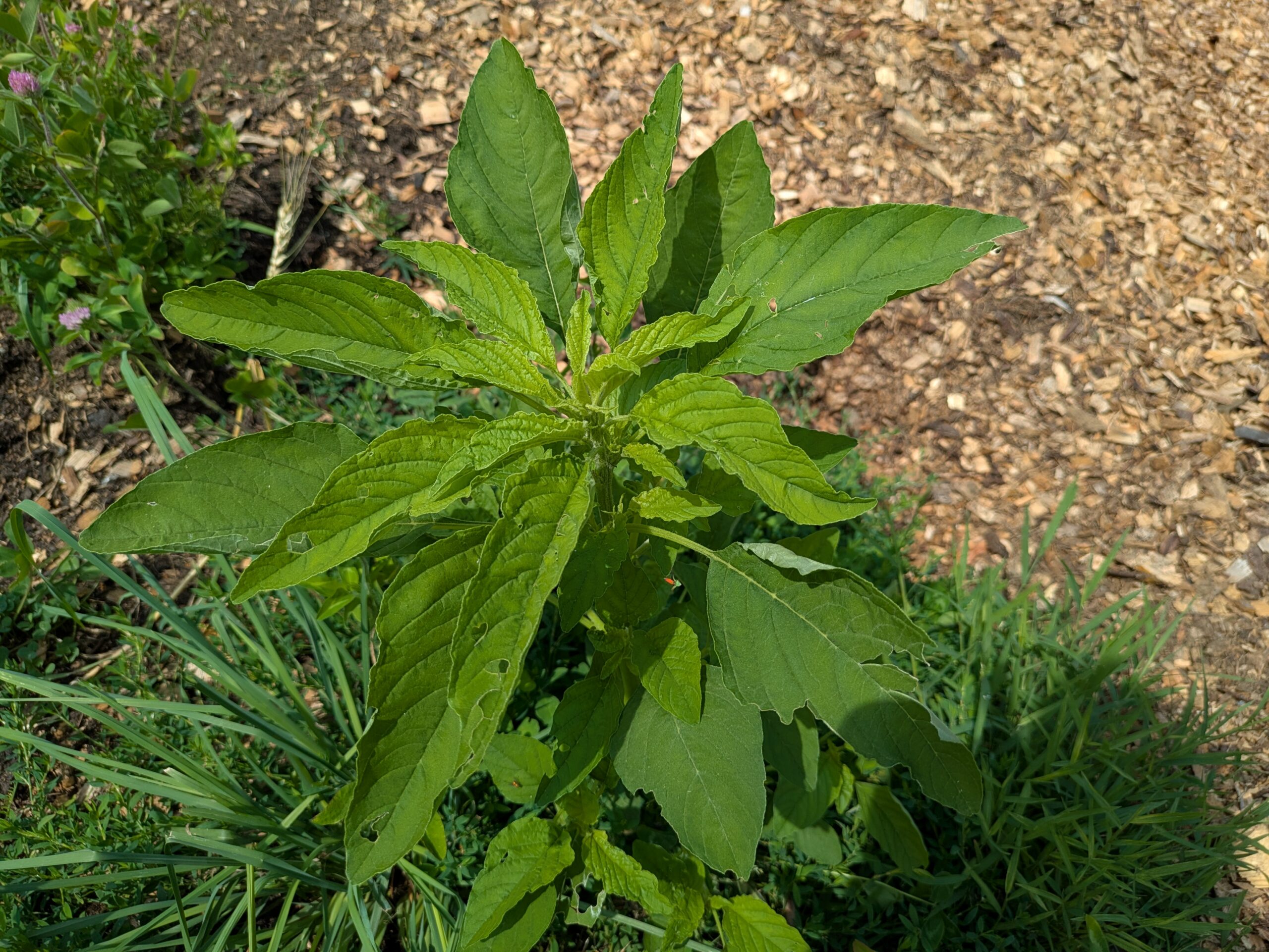 The Most Overlooked Plant I Used To Hate