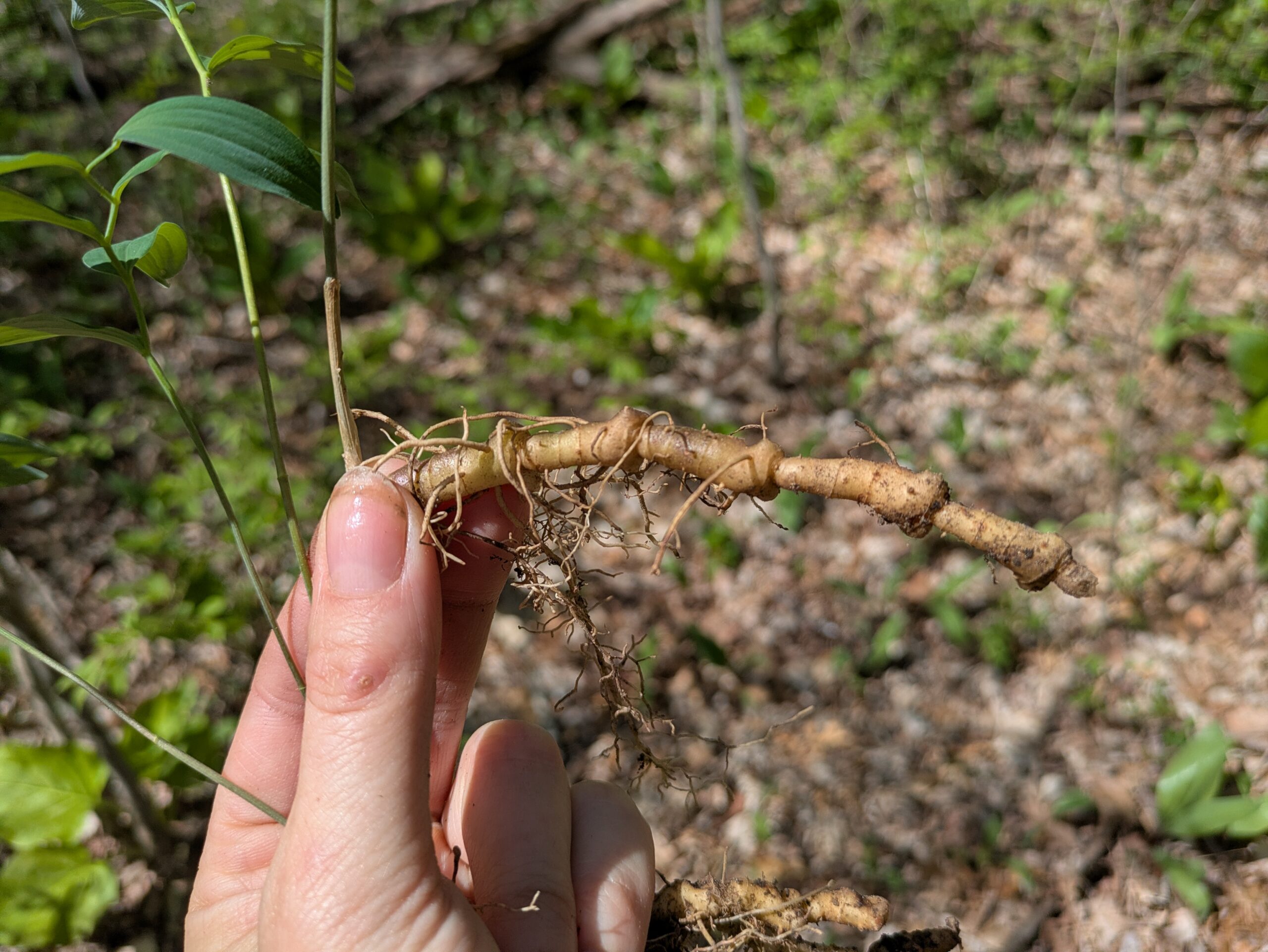 Solomons seal root