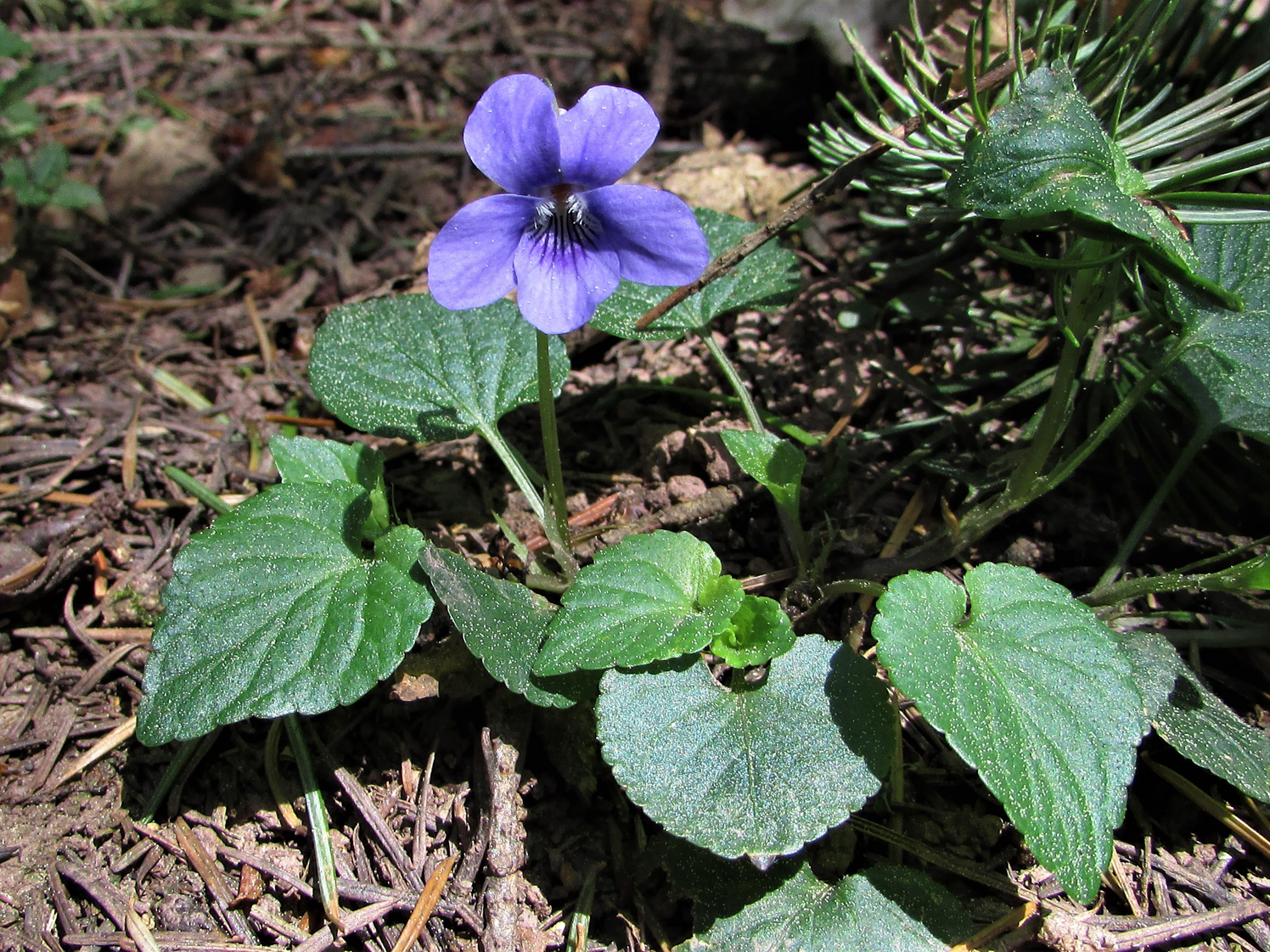 Sweet Relief: The Soothing Magic of Gentle Violet