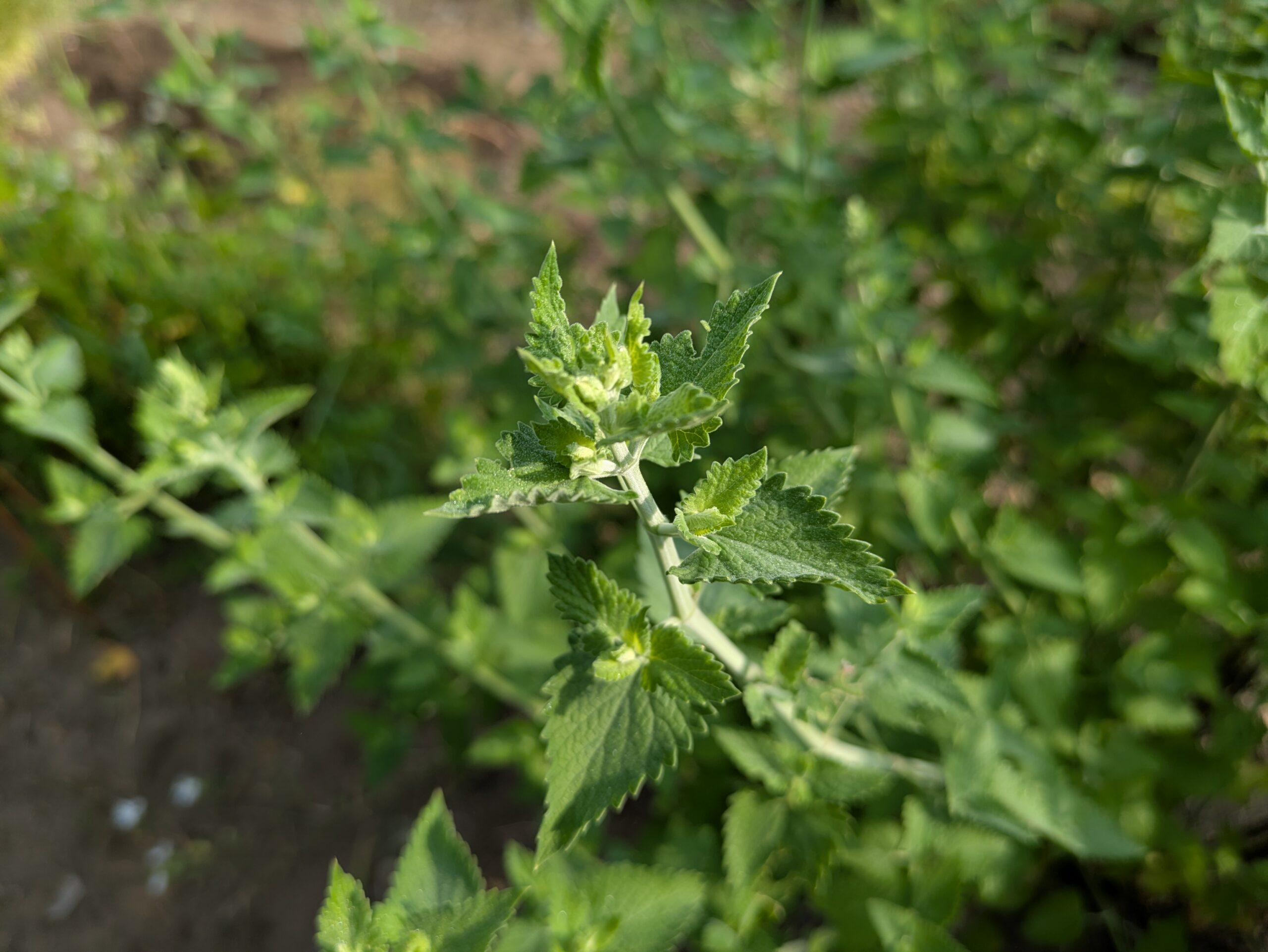 Beyond the Cat Toy: Why Catnip Belongs in Your Herbal Cabinet
